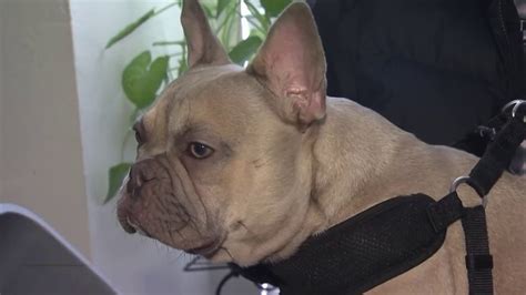 French Bulldog Reunited With Pinole Family After Being Stolen